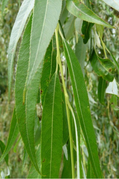 Весенние листья ивы Хрисокома